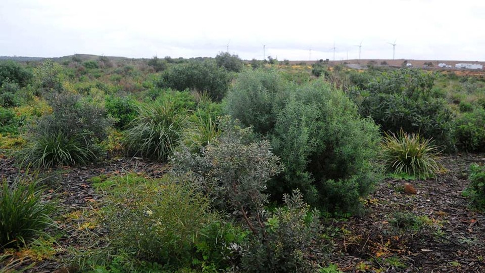 wonthaggi desalination