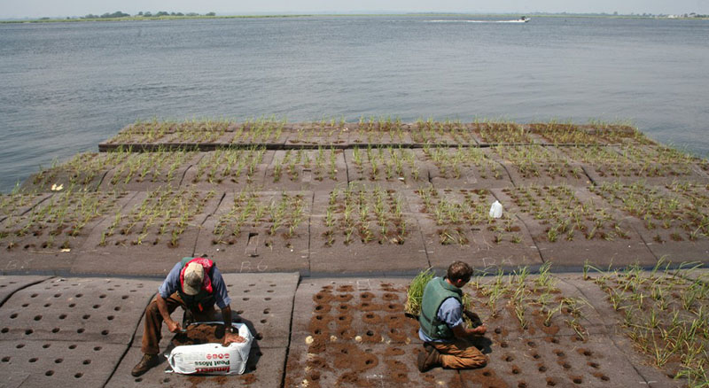 floating wetlands