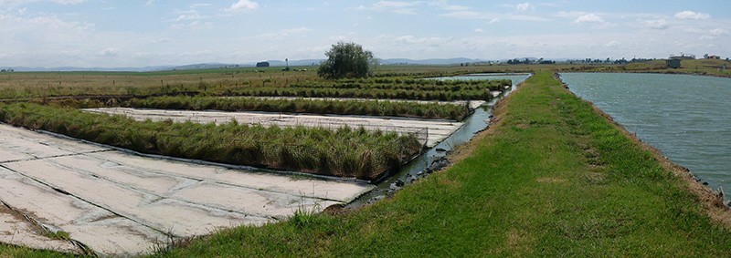 floating wetlands