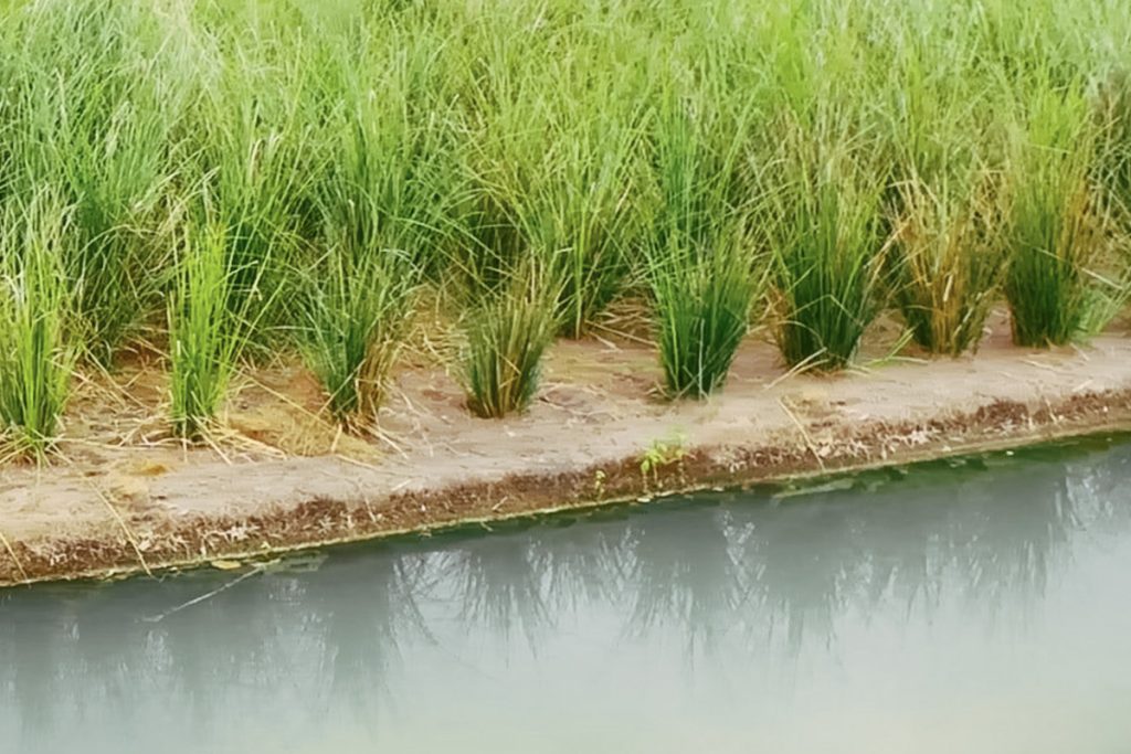 SPEL Floating Treatment Wetlands