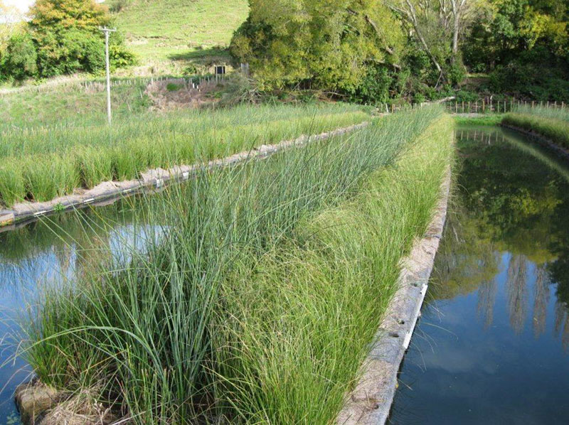 Floating Wetlands Wastewater Treatment