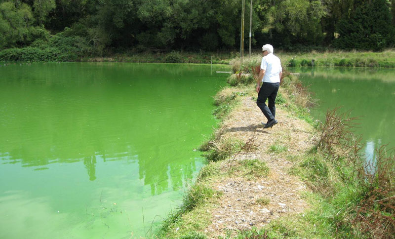Floating Wetlands Wastewater Treatment