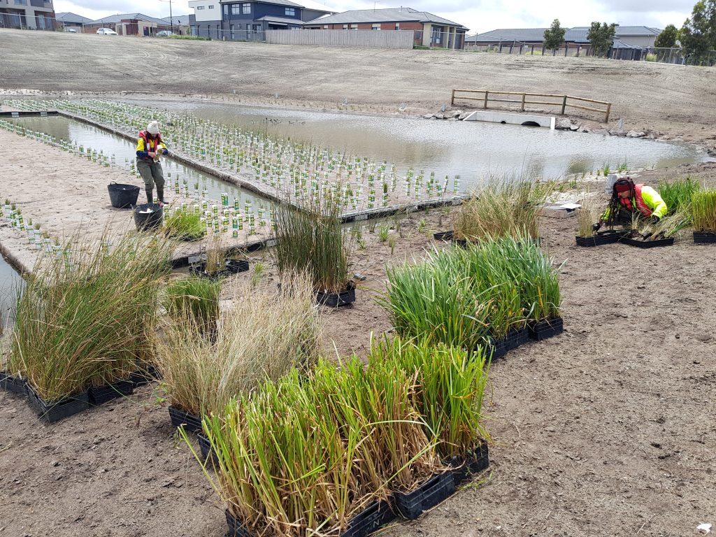 floating wetland install