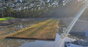 floating wetland