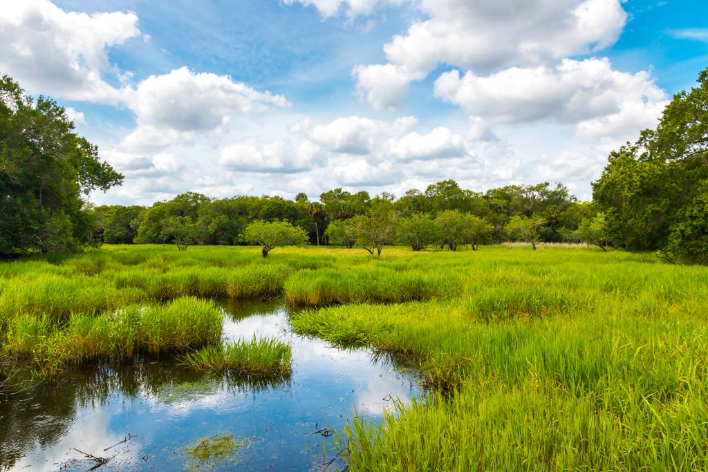 natural wetland