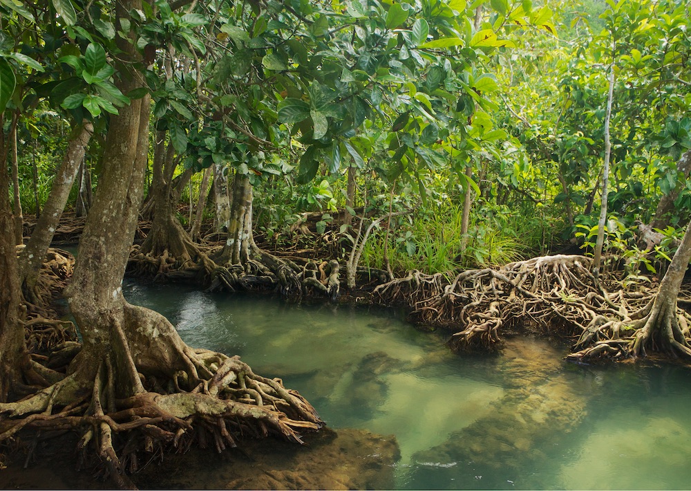 Mangrove