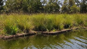 blog-floatingwetlands