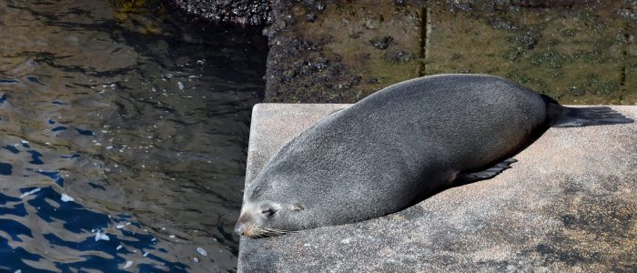 fur seal